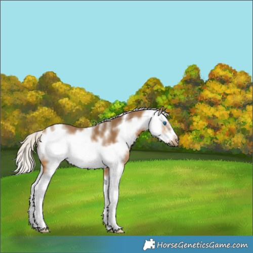 Horse Color:Silver Buckskin Sabino Splash Frame 