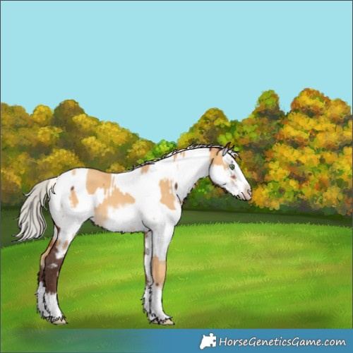 Horse Color:White Spotted Silver Amber Cream Champagne Splash Frame  and Silver Bay Sabino Splash Appaloosa 
