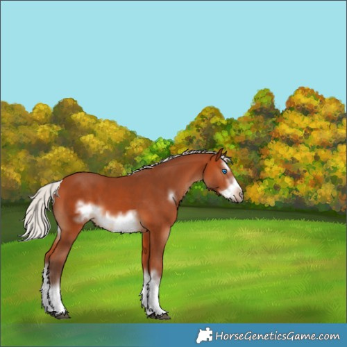 Horse Color:Silver Bay Sabino Splash Frame 