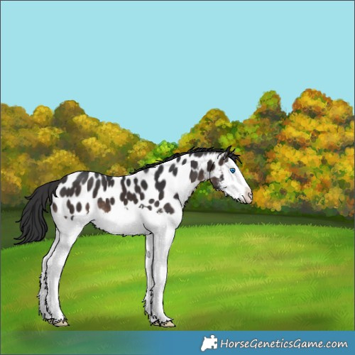 Horse Color:Brown Sabino Splash Appaloosa 