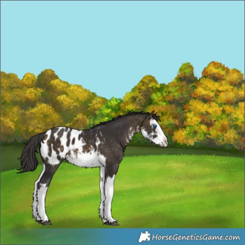 Horse Color:White Spotted Buckskin Splash Appaloosa 
