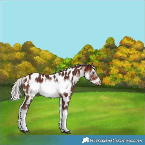 Horse Color:White Spotted Silver Brown Splash Frame Appaloosa 