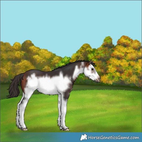 Horse Color:White Spotted Bay Splash Frame 