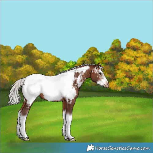 Horse Color:Silver Bay Sabino Splash Frame Appaloosa 