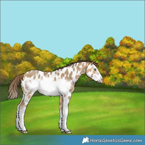 Horse Color:Amber Cream Champagne Sabino Splash Frame Appaloosa 