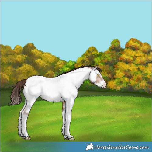 Horse Color:Amber Champagne Sabino Splash Frame Near Fewspot 
