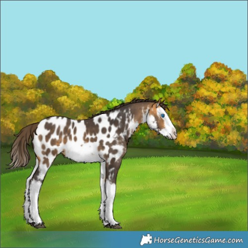 Horse Color:White Spotted Buckskin Splash Appaloosa 