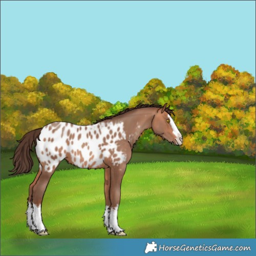 Horse Color:White Spotted Amber Champagne Splash Appaloosa 