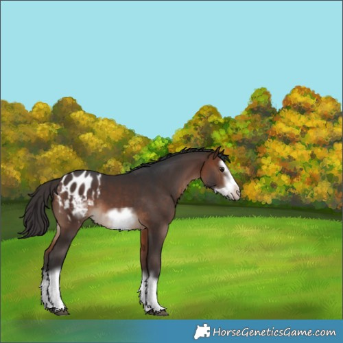 Horse Color:White Spotted Brown Splash Frame Appaloosa 