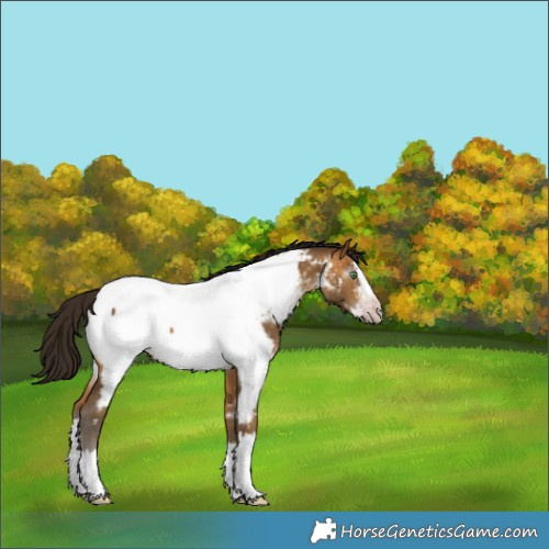 Horse Color:Gray Amber Cream Champagne Sabino Splash Appaloosa 