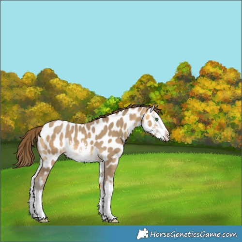 Horse Color:White Spotted Amber Cream Champagne Splash Appaloosa 
