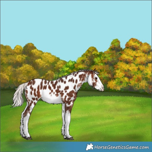 Horse Color:White Spotted Silver Bay Splash Appaloosa 