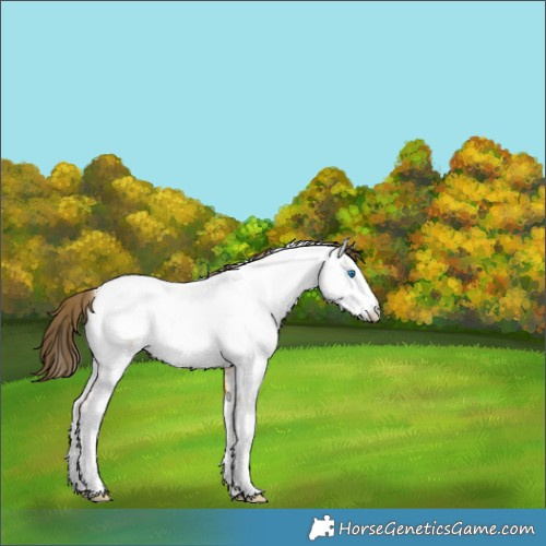 Horse Color:White Spotted Buckskin Splash Frame Appaloosa 