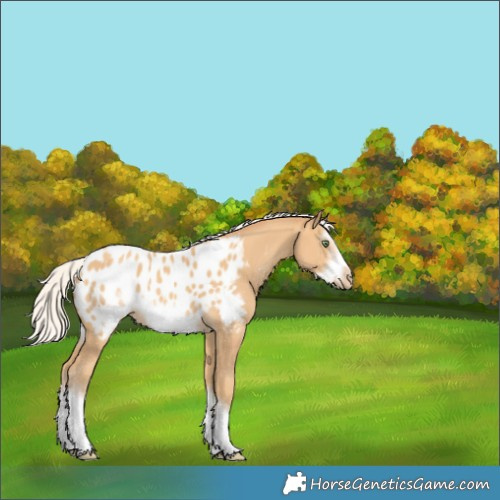 Horse Color:Silver Amber Cream Champagne Sabino Splash Frame Appaloosa 