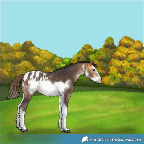 Horse Color:White Spotted Buckskin Splash Frame Appaloosa 