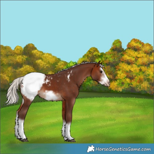Horse Color:Silver Bay Sabino Splash Frame Appaloosa 