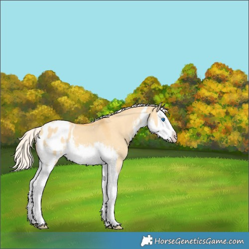 Horse Color:White Spotted Silver Amber Cream Champagne Dun Splash Appaloosa 