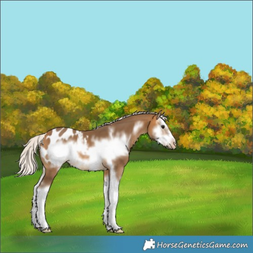 Horse Color:White Spotted Silver Buckskin Splash Frame Appaloosa 