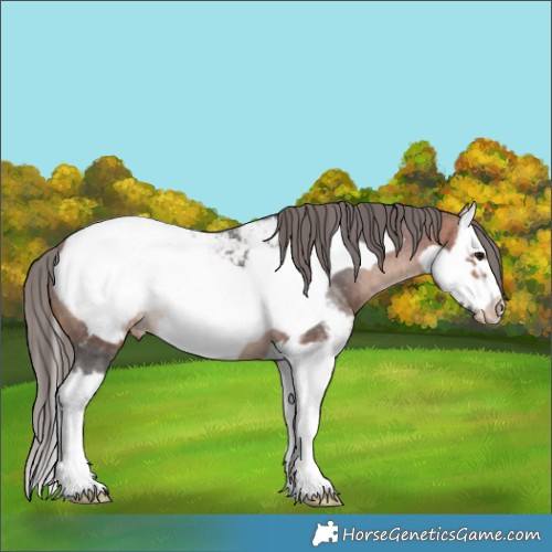 Horse Color:Bay Sabino Splash Frame Appaloosa 