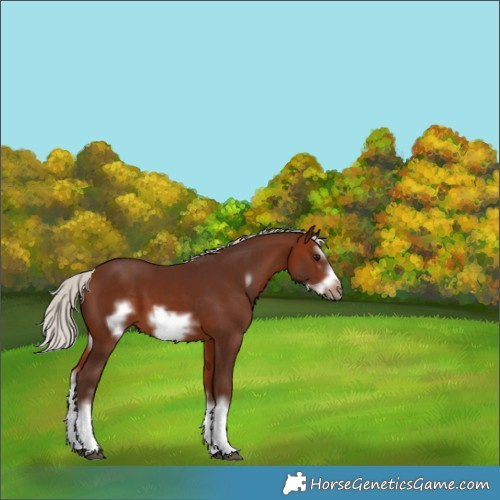 Horse Color:Silver Bay Sabino Splash Frame 