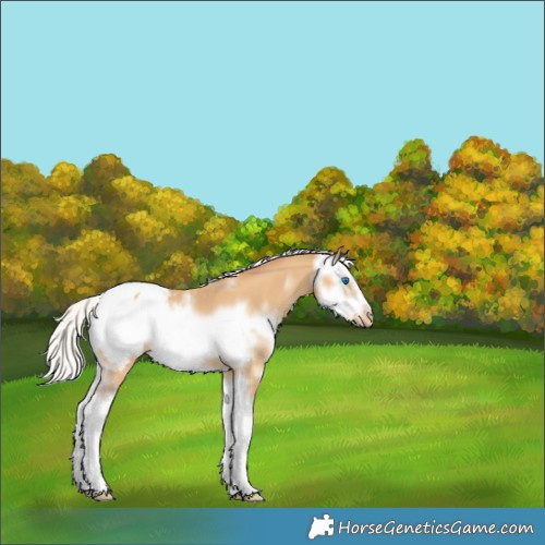 Horse Color:Silver Sable Cream Champagne Sabino Splash Frame Snowcap 