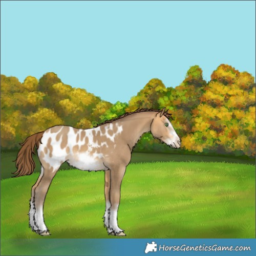 Horse Color:White Spotted Amber Cream Champagne Splash Frame Appaloosa 
