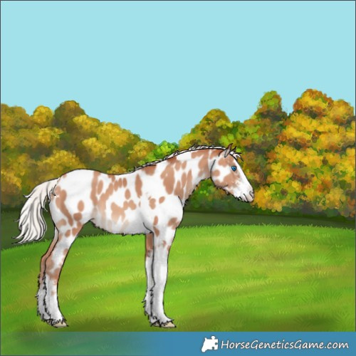 Horse Color:Silver Sable Champagne Sabino Splash Tobiano Near Leopard 