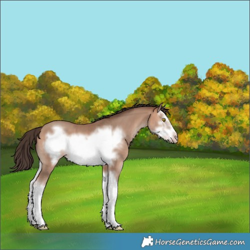 Horse Color:White Spotted Sable Champagne Splash Frame 