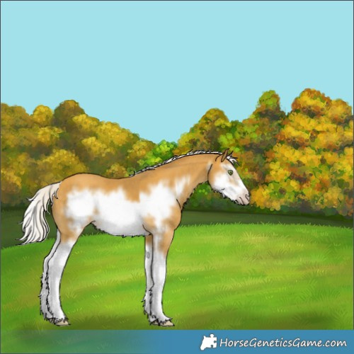 Horse Color:White Spotted Silver Amber Cream Champagne Splash Frame 