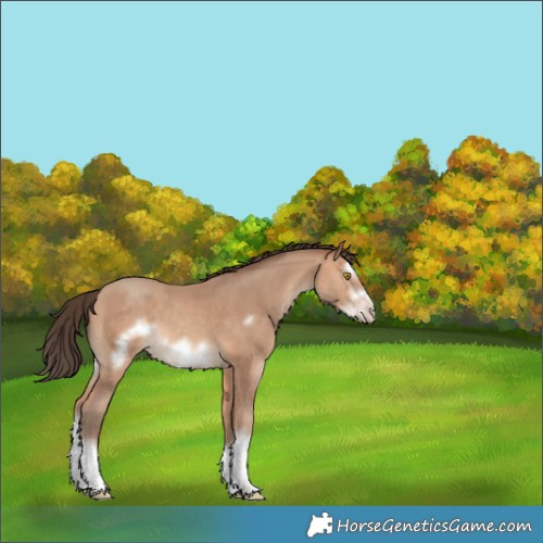 Horse Color:White Spotted Amber Champagne Splash Frame 