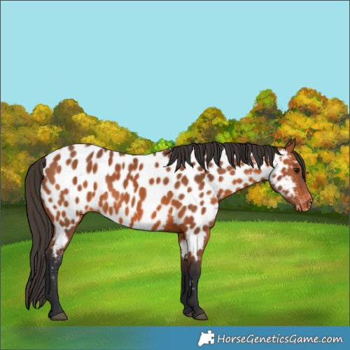 Horse Color:Bay Appaloosa 