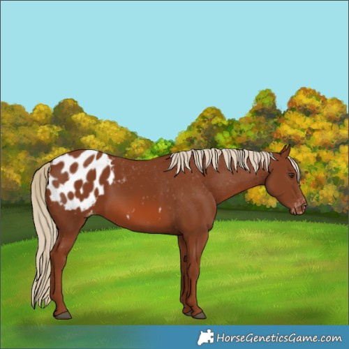 Horse Color:Chestnut Appaloosa