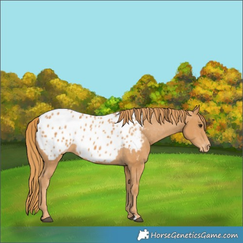 Horse Color:Chestnut Appaloosa 