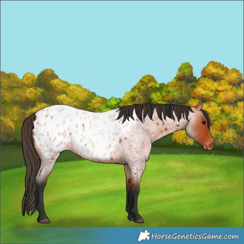 Horse Color:Bay Roan Appaloosa