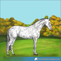 Horse Color:Blue Roan Appaloosa 