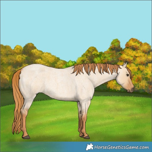Horse Color:Red Dun Roan