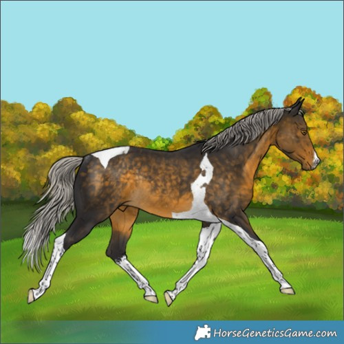 Horse Color:White Spotted Silver Buckskin Tobiano Rabicano 