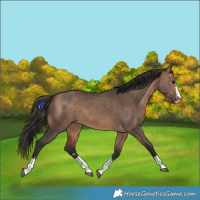Horse Color:Bay Dun 