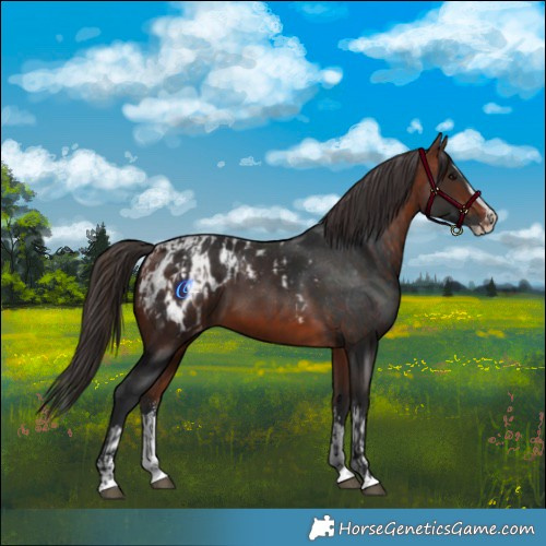 Horse Color:Bay Sabino Splash Appaloosa  and Bay Sabino Splash Appaloosa 
