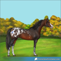 Horse Color:Bay Sabino Splash Appaloosa  and Bay Sabino Splash Appaloosa 