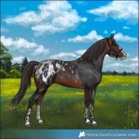 Horse Color:Bay Sabino Splash Appaloosa  and Bay Sabino Splash Appaloosa 