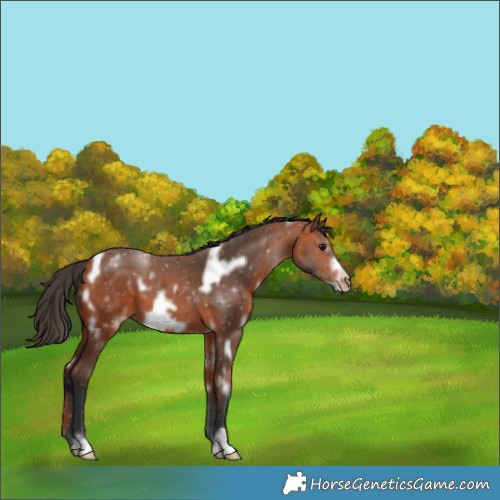 Horse Color:White Spotted Bay Frame 