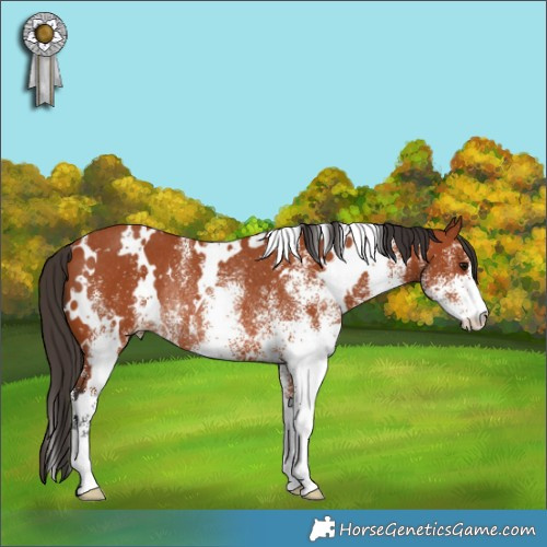 Horse Color:White Spotted Bay Rabicano 