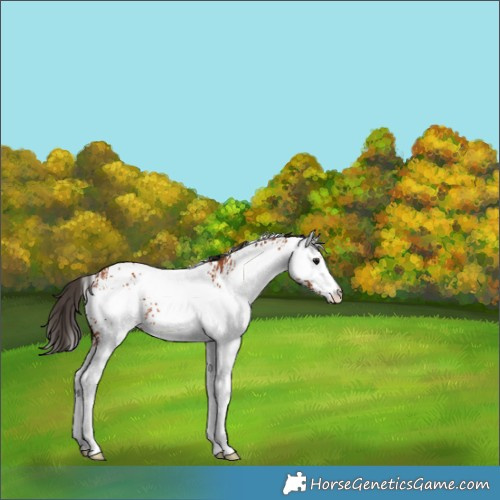 Horse Color:White Spotted Bay Rabicano 