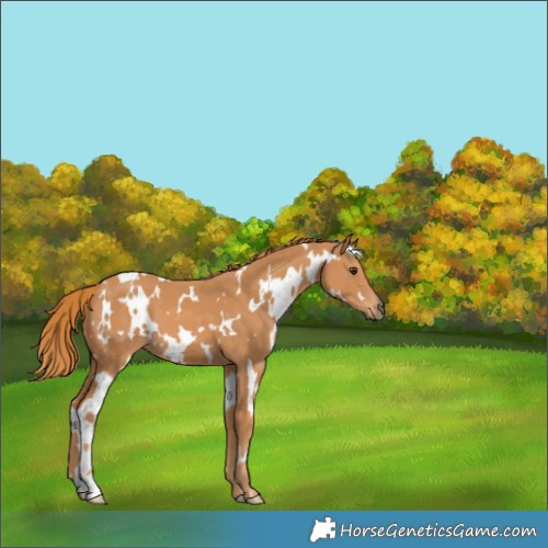 Horse Color:White Spotted Chestnut 