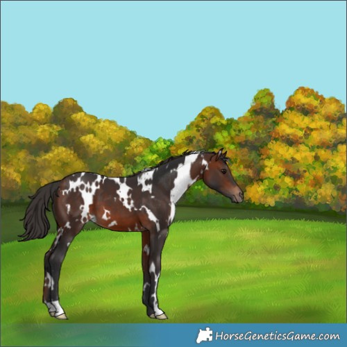 Horse Color:White Spotted Bay 