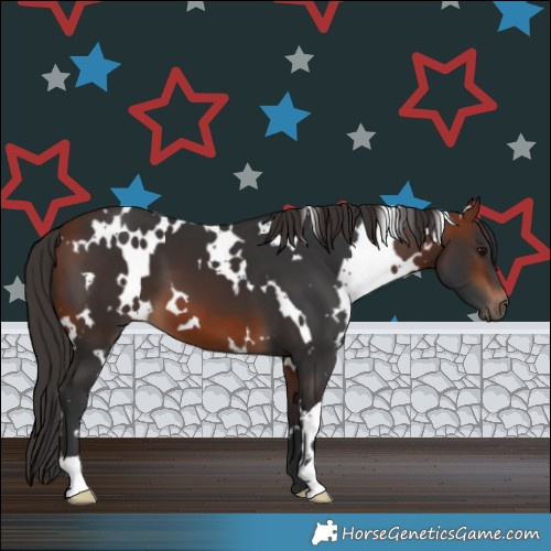 Horse Color:White Spotted Bay 