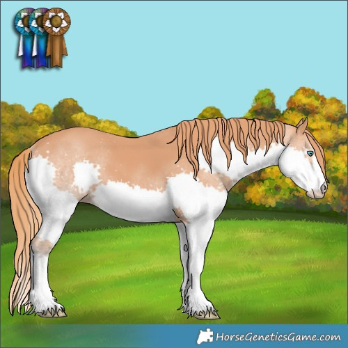 Horse Color:Chestnut Splash 