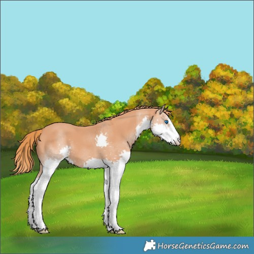 Horse Color:Chestnut Splash 