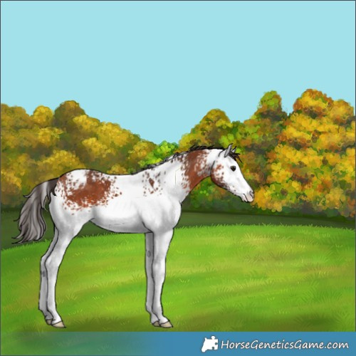 Horse Color:White Spotted Bay Appaloosa 